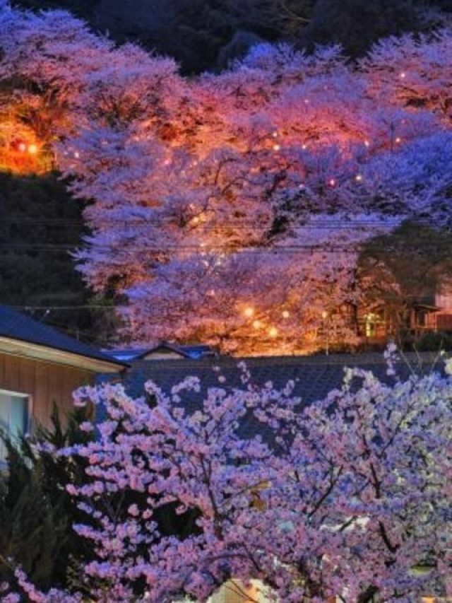 琴平公園の桜 花見特集22