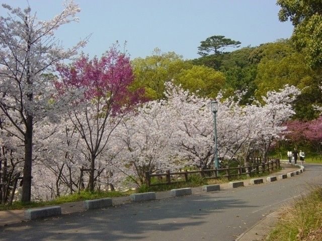 西公園 福岡県 の桜 花見特集23