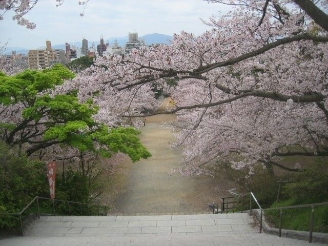 西公園 福岡県 の桜 花見特集23