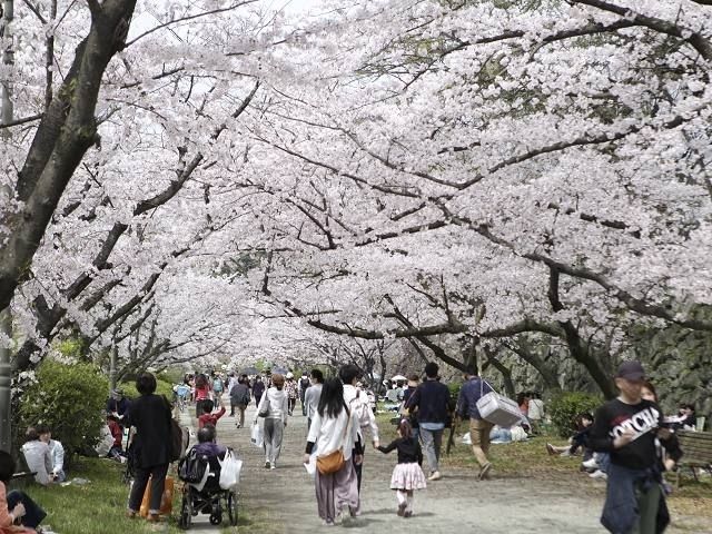 舞鶴公園 福岡県 の桜 花見特集22