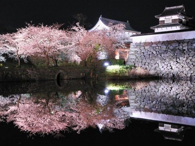 舞鶴公園 福岡県 の桜 花見特集22