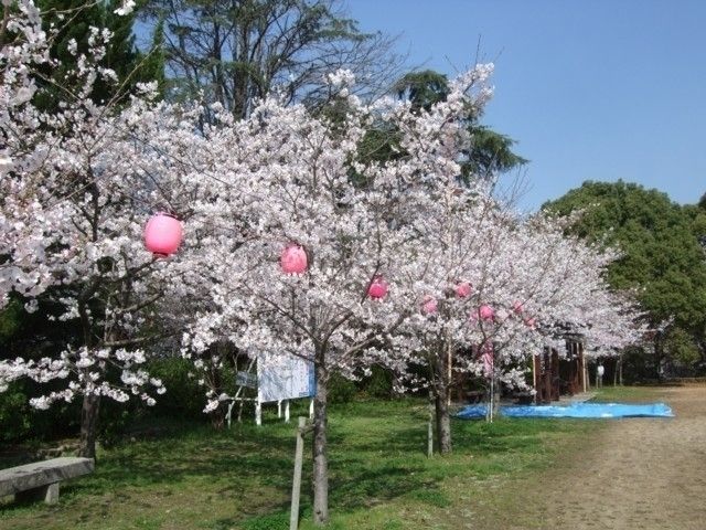 延命公園 福岡県 の桜 花見特集22