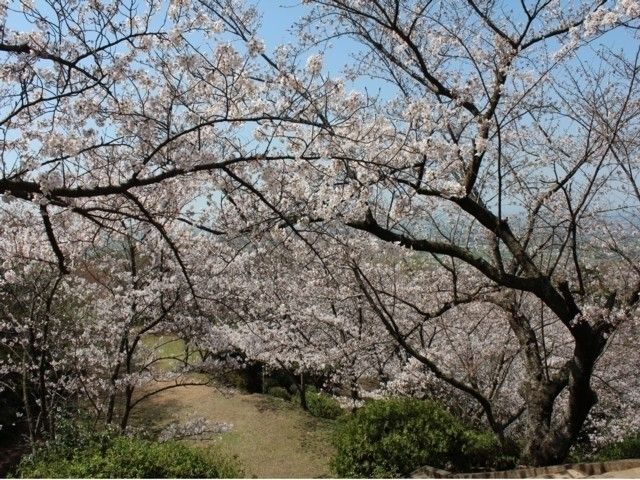 清水公園 福岡県 の桜 花見特集22