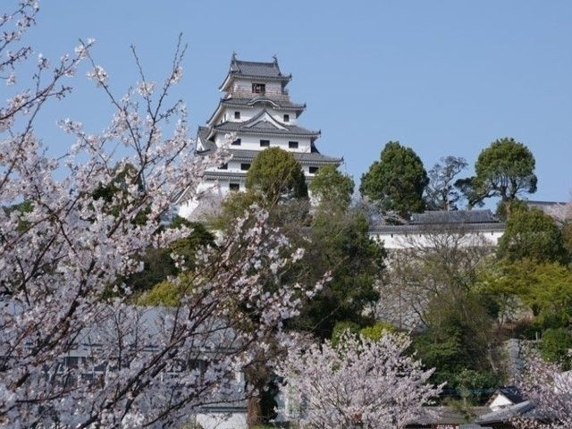 唐津城 舞鶴公園 の桜 花見特集22