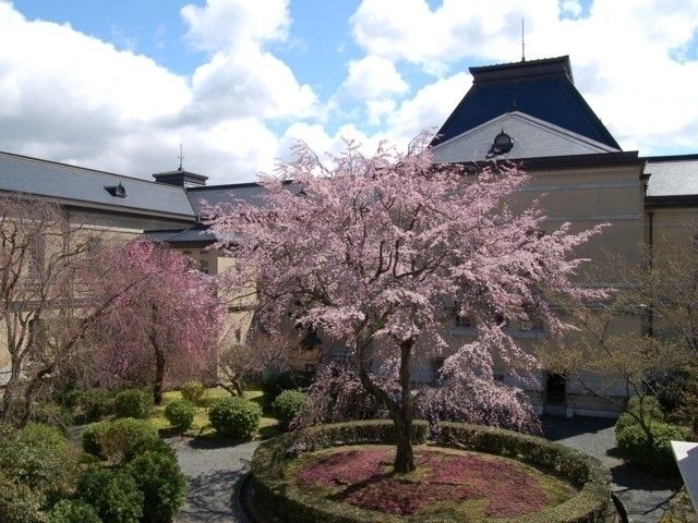 京都府庁旧本館の桜 花見特集22