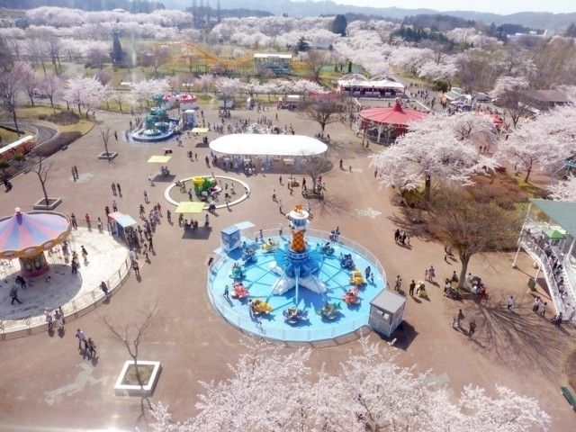 八戸公園（こどもの国・八戸植物公園）の桜｜花見特集2023