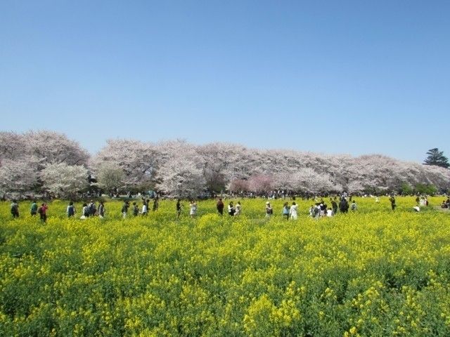 幸手権現堂桜堤（県営権現堂公園）の桜｜花見特集2024