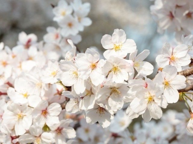 小金井公園の桜 花見特集23