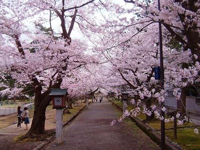 弥彦公園の桜｜花見特集2024