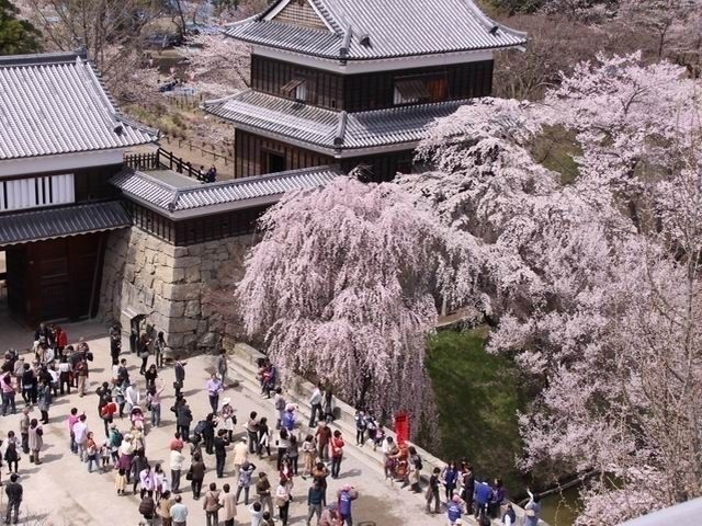 上田城跡公園の桜｜花見特集2023