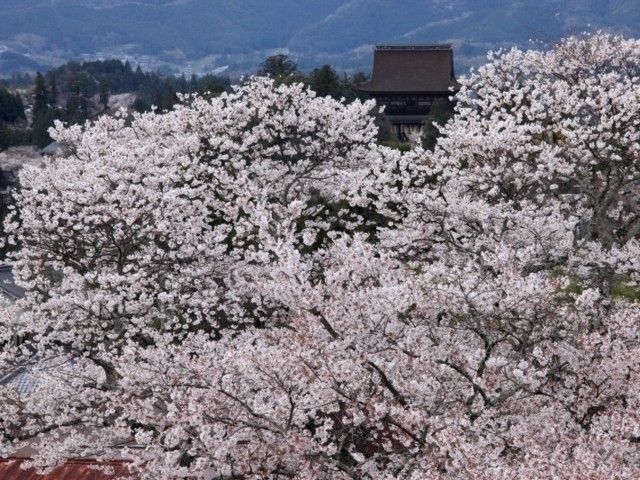 吉野山の桜｜花見特集2023