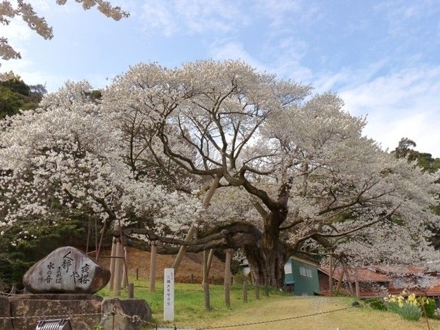 三隅大平桜｜花見特集2023