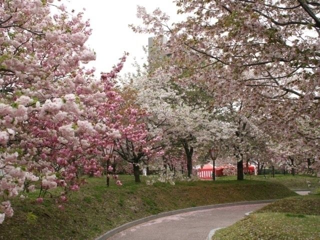 花のまわりみち（造幣局広島支局）の桜｜花見特集2023