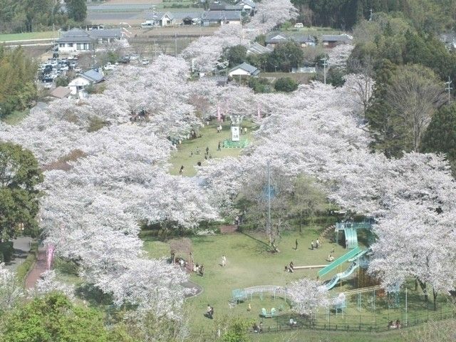 母智丘公園の桜
