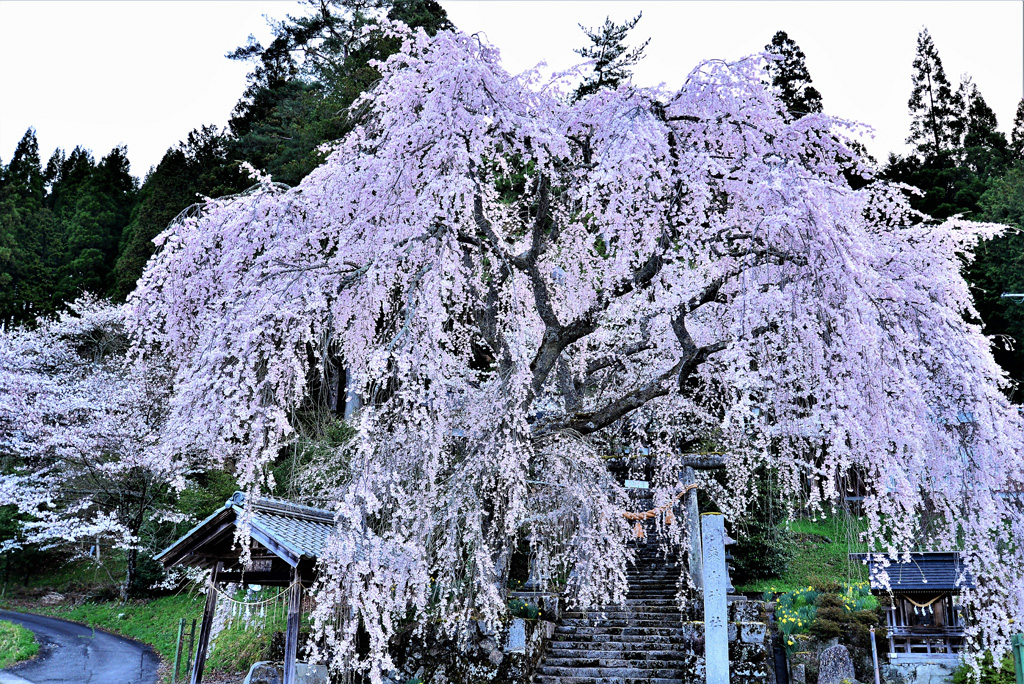 森山神社のしだれ桜 花見特集2020