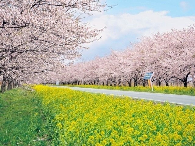 大潟村 桜と菜の花ロードの桜