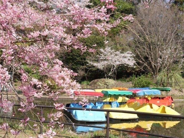 清水公園（千葉県）の桜