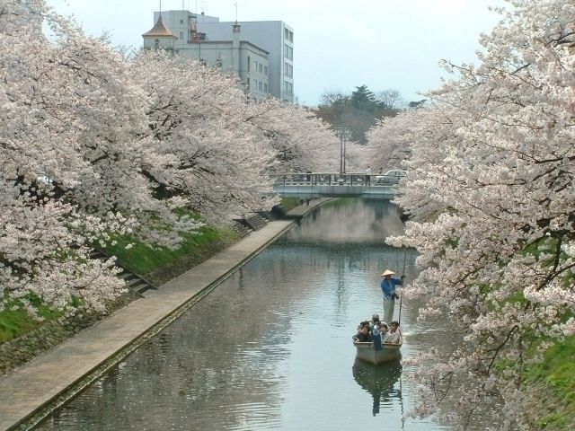 松川公園の桜