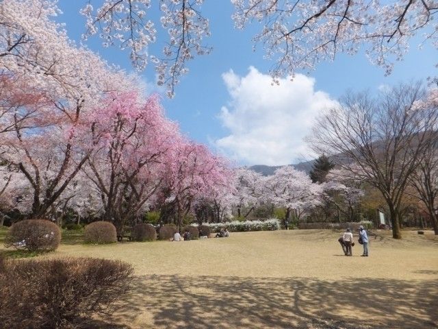 石川県農林総合研究センター 林業試験場 樹木公園の桜