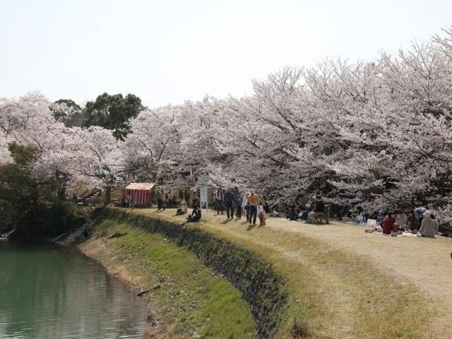亀池公園の桜