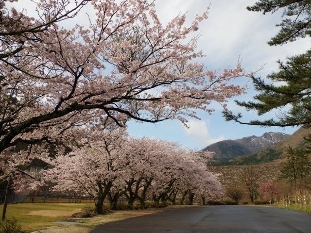 船上山万本桜公園の桜