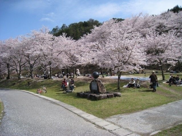 八千代湖周辺の桜