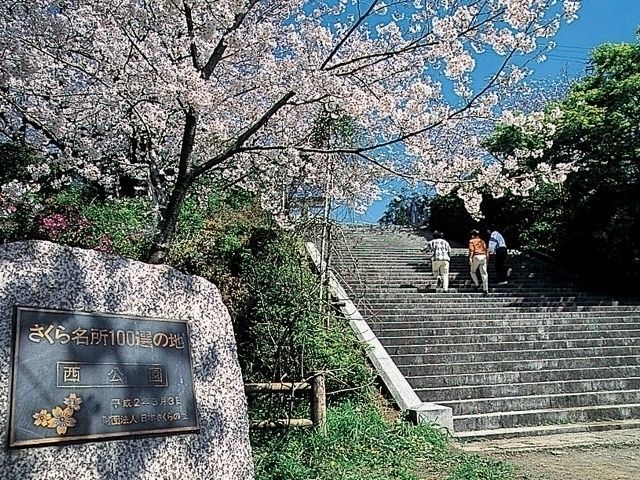 西公園（福岡県）の桜