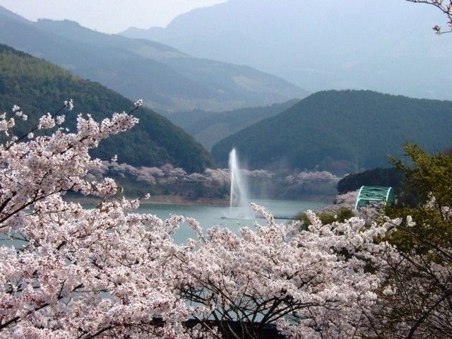 市房ダム湖の桜