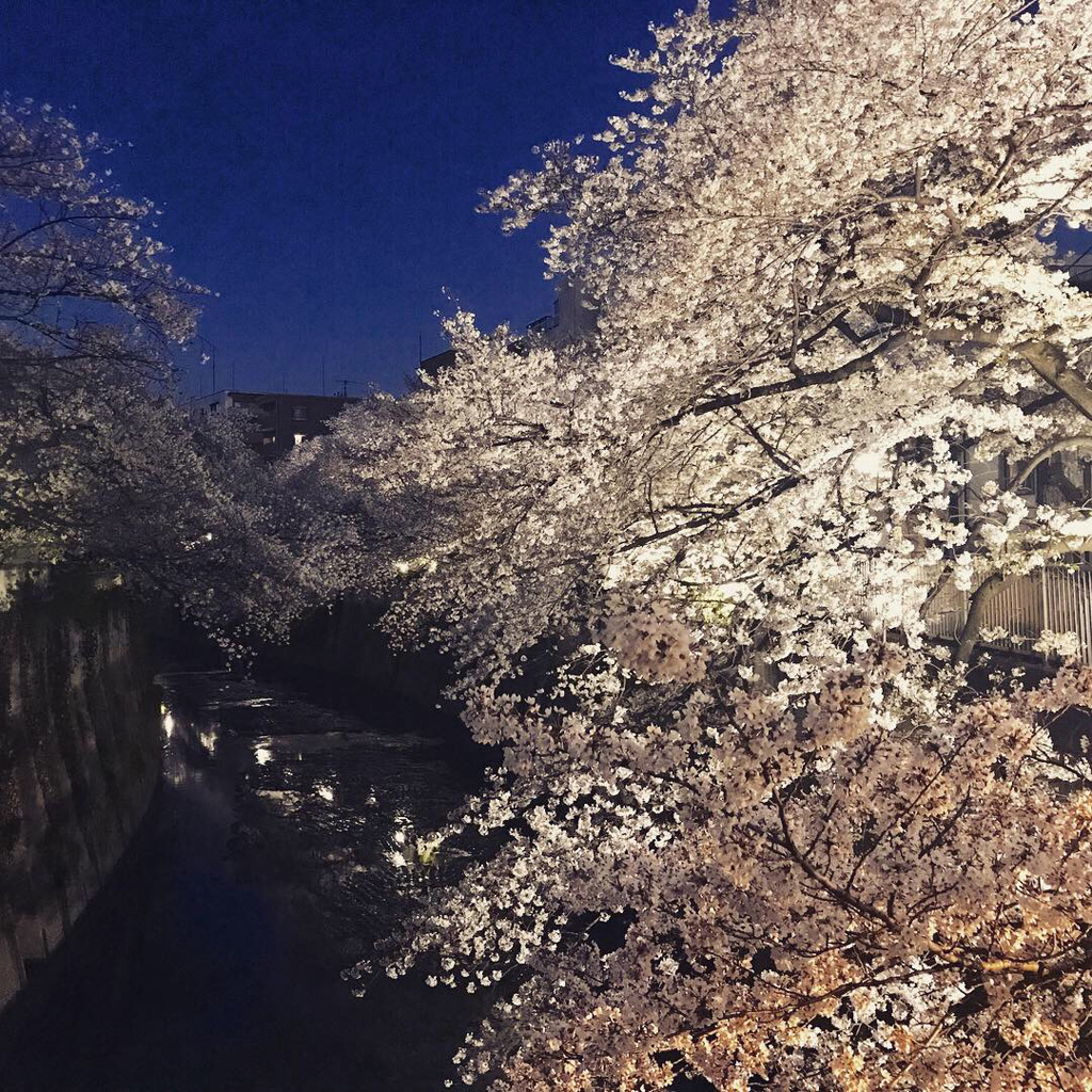 神田川沿いの桜 花見特集22