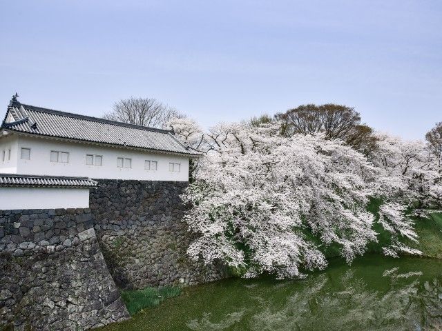 霞城公園の桜