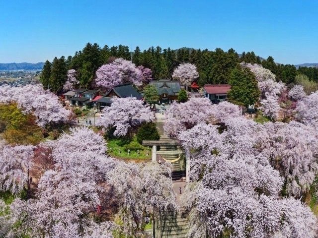 烏帽子山公園の桜