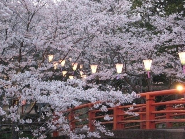 小見川城山公園の桜