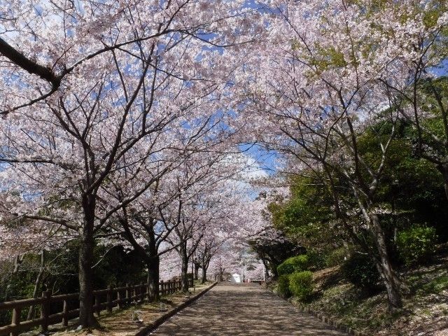 須磨浦公園の桜