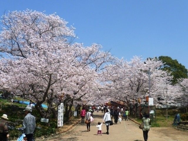 日岡山公園の桜