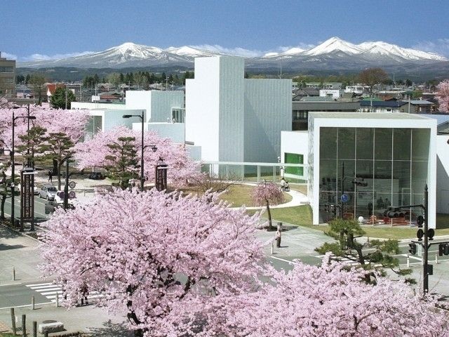 十和田市官庁街通り（駒街道）の桜