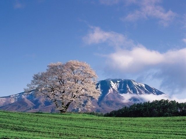小岩井農場の桜
