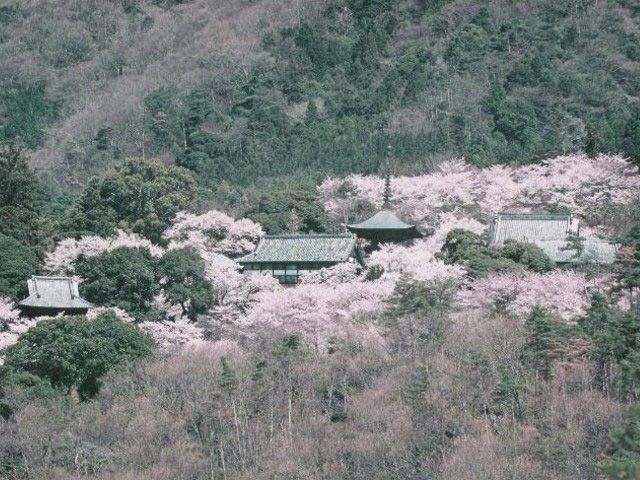 雨引観音の桜