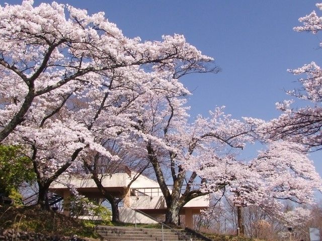 美の山公園の桜