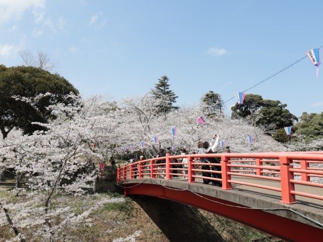 小見川城山公園の桜