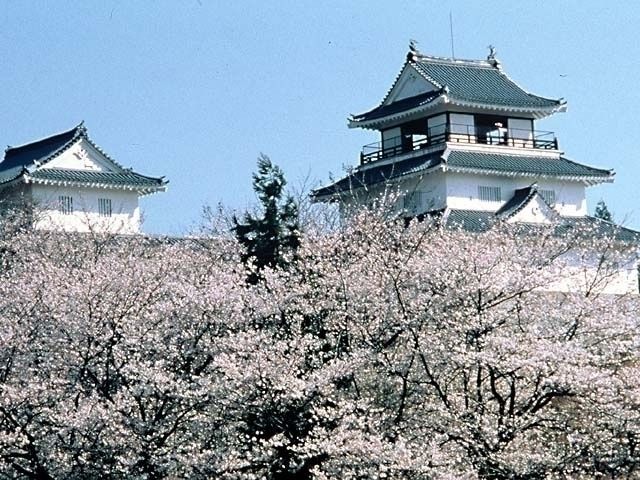 悠久山公園の桜