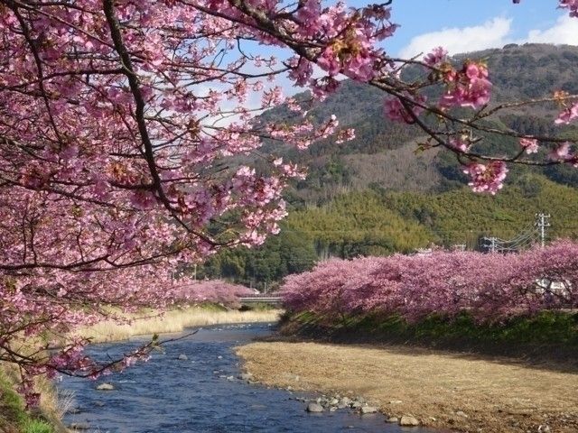 伊豆・河津町の河津桜