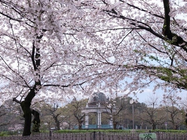 鶴舞公園の桜