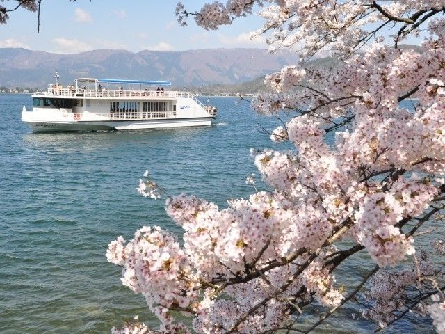 海津大崎の桜｜花見特集2026