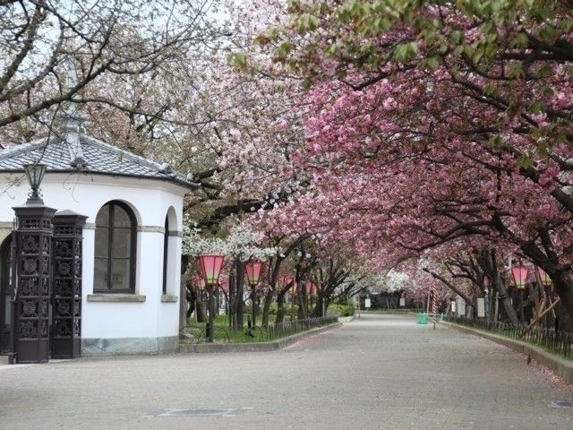 造幣局 桜の通り抜け