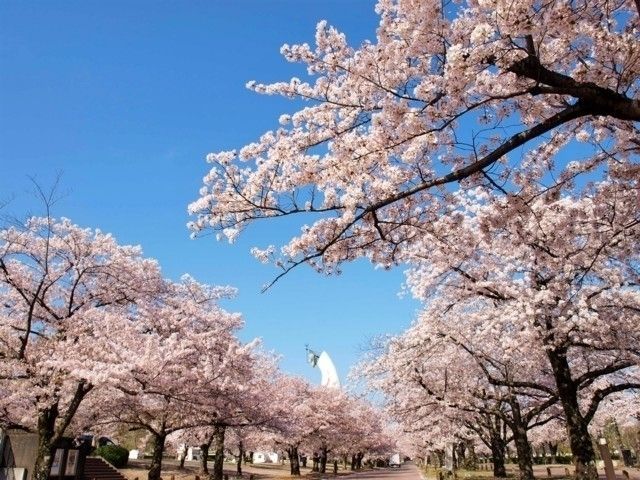 万博記念公園の桜