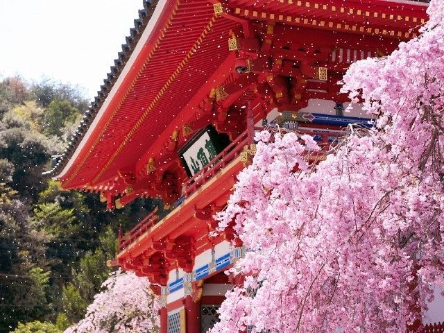 勝尾寺の桜｜花見特集2026