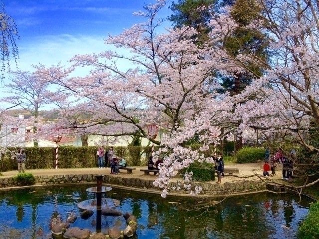 打吹公園の桜