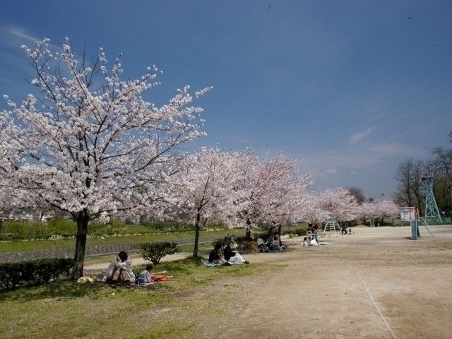 石手川緑地の桜