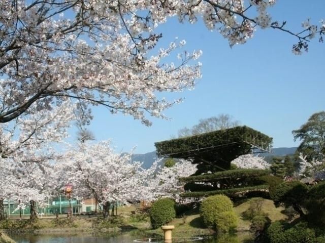 小城公園の桜
