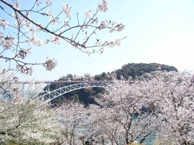 西海橋公園の桜